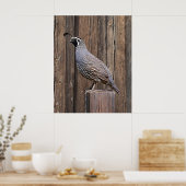 CALIFORNIA QUAIL OP BARNBOARD POSTER (Keuken)