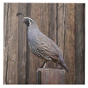 CALIFORNIA QUAIL OP BARNBOARD TEGELTJE