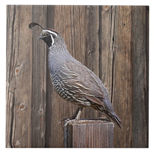 CALIFORNIA QUAIL OP BARNBOARD TEGELTJE (Voorkant)