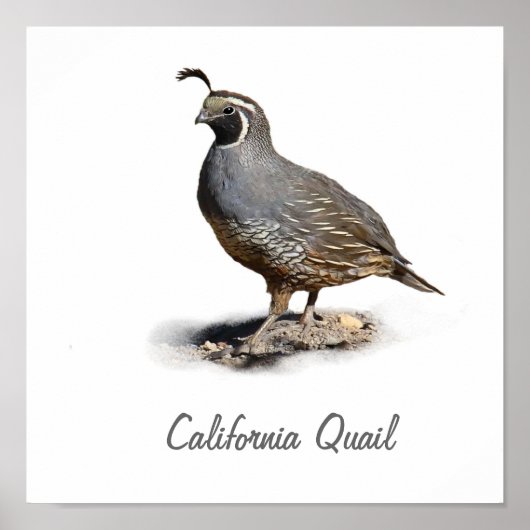 CALIFORNIA QUAIL POSTER (Voorkant)