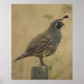 California Quail Poster (Voorkant)