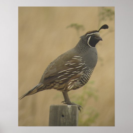California Quail Poster (Voorkant)