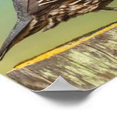 California Quail Poster (Hoek)