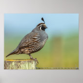 California Quail Poster (Voorkant)