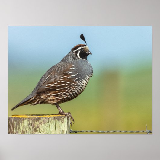 California Quail Poster (Voorkant)