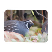 California Quail Profile Magnet Magneet (Horizontaal)