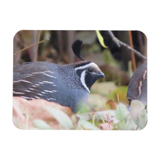 California Quail Profile Magnet Magneet (Horizontaal)