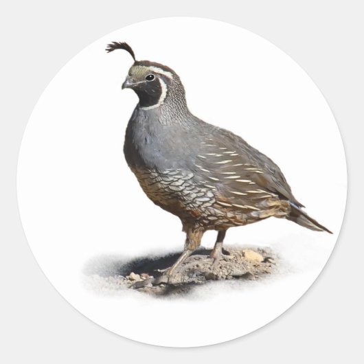 CALIFORNIA QUAIL RONDE STICKER (Voorkant)