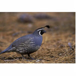 California Quail Staand Fotobeeldje<br><div class="desc">California QuailCalifornia Quail. Animal Park heeft dit en veel andere geweldige producten met vogels voor alle huisdieren en Dierenvrienden.</div>