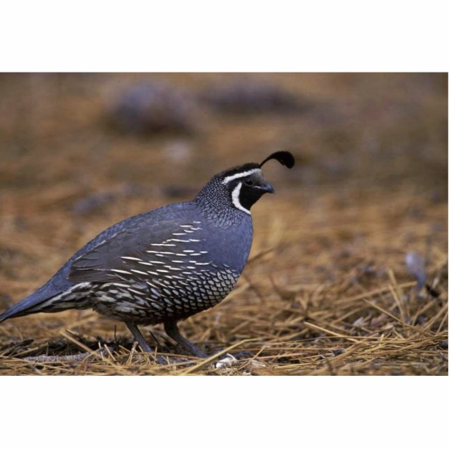 California Quail Staand Fotobeeldje (Voorkant)