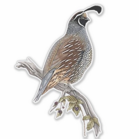 California quail sticker (Voorkant)