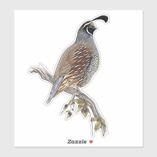 California quail sticker (Vel)