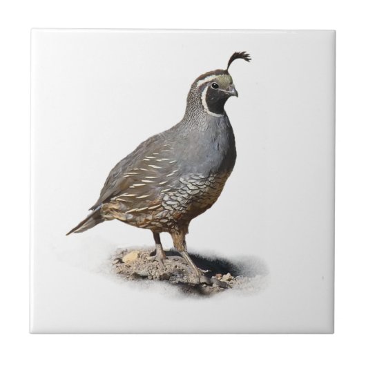 CALIFORNIA QUAIL TEGELTJE (Voorkant)