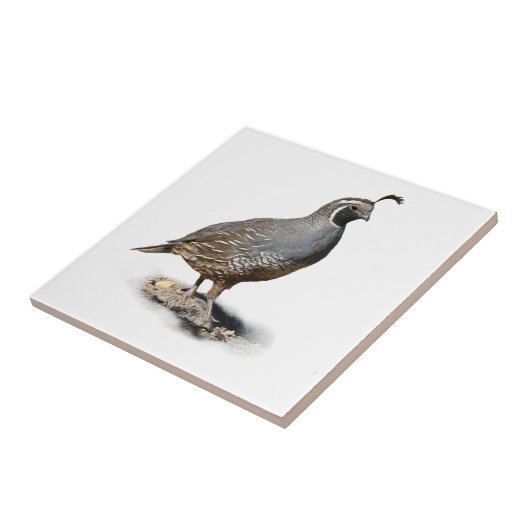 CALIFORNIA QUAIL TEGELTJE (Zijkant)