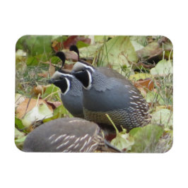 California Quail Twins Magnet Magneet