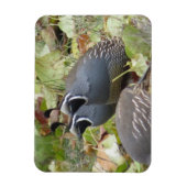California Quail Twins Magnet Magneet (Verticaal)