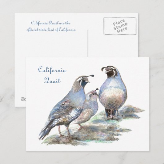 California Quail, Vogel, Natuur, Wildlife Briefkaart (Voorkant / Achterkant)