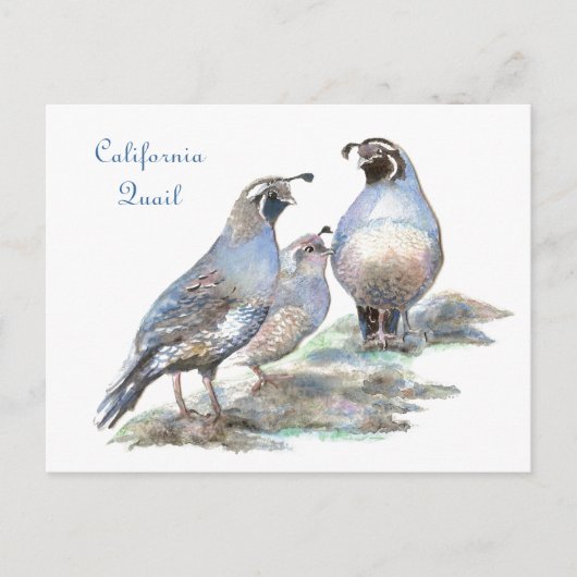 California Quail, Vogel, Natuur, Wildlife Briefkaart (Voorkant)