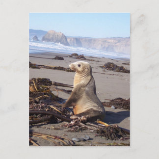 California Red Seal Briefkaart
