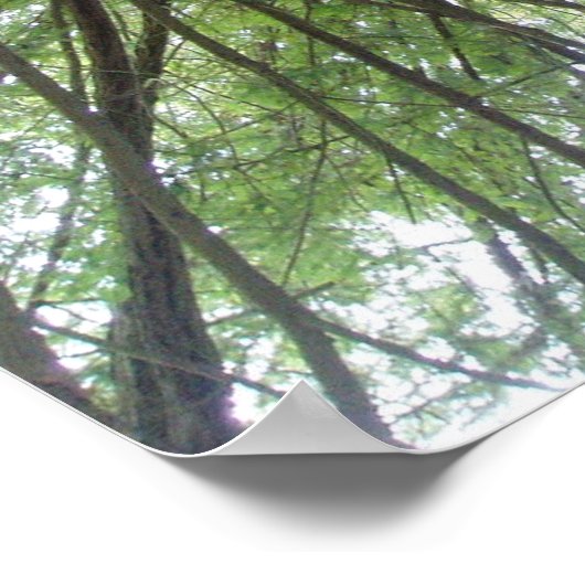 California Redwood Print (Hoek)