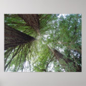 California Redwood Print (Voorkant)
