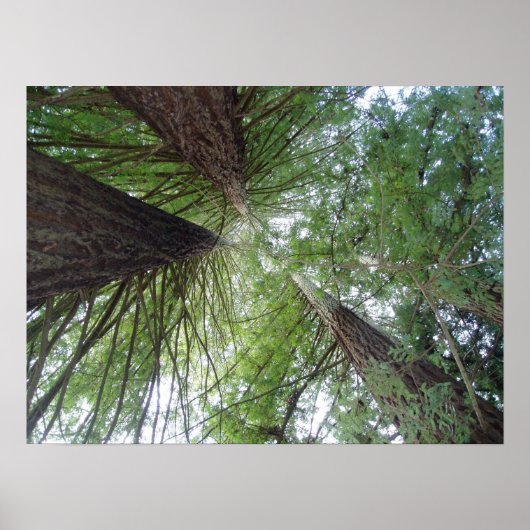 California Redwood Print (Voorkant)