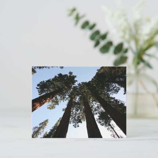 California Redwood Tree Briefkaart (Staand voorkant)