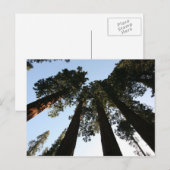 California Redwood Tree Briefkaart (Voorkant / Achterkant)