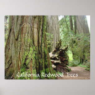 California Redwood Trees kunst prints Big Redwood