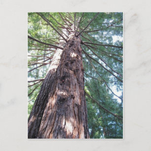 California Redwood Upshot Briefkaart