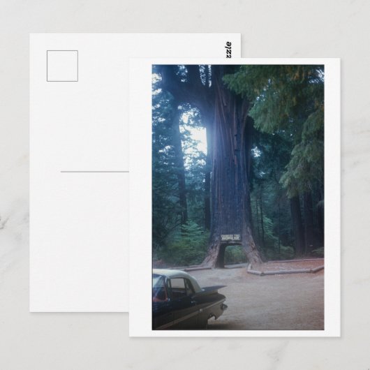 California Redwood Vintage Car Briefkaart (Voorkant / Achterkant)