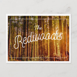 California Redwoods Foto Briefkaart