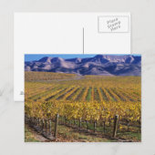 California, San Luis Obispo County, Edna Valley Briefkaart (Voorkant / Achterkant)