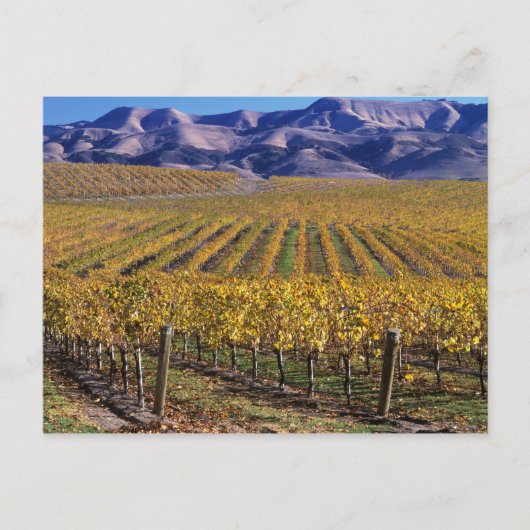 California, San Luis Obispo County, Edna Valley Briefkaart (Voorkant)