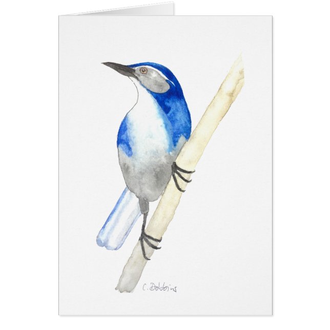 California Scrub Jay (Voorkant)