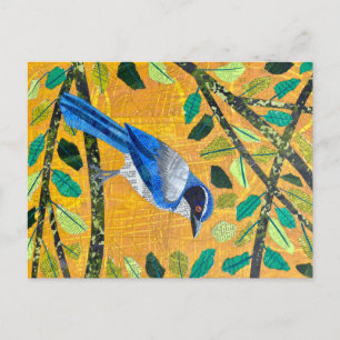 California Scrub Jay Briefkaart
