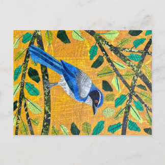 California Scrub Jay Briefkaart