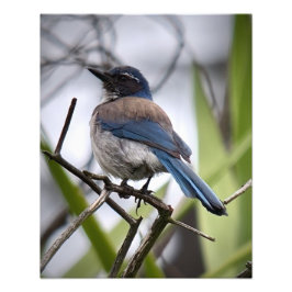 California Scrub Jay Foto Afdruk