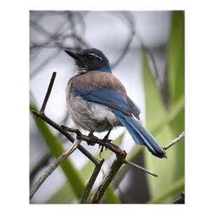 California Scrub Jay Foto Afdruk