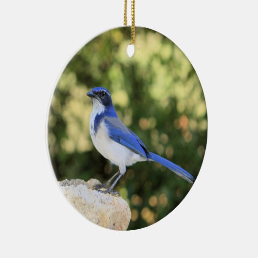California Scrub Jay Keramisch Ornament (Rechts)