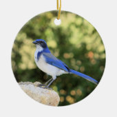 California Scrub Jay Keramisch Ornament (Voorkant)