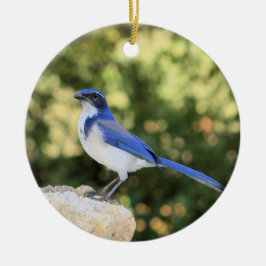 California Scrub Jay Keramisch Ornament