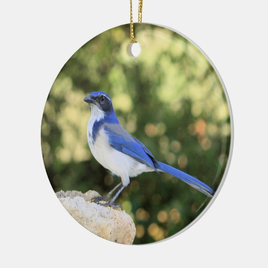 California Scrub Jay Keramisch Ornament (Links)