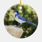 California Scrub Jay Keramisch Ornament (Achterkant)