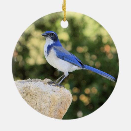 California Scrub Jay Keramisch Ornament (Achterkant)