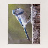 California Scrub Jay Songbird on Treestump Legpuzzel (Verticaal)