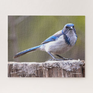 California Scrub Jay Songbird on Treestump Legpuzzel