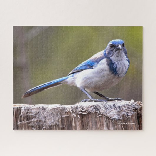 California Scrub Jay Songbird on Treestump Legpuzzel (Horizontaal)