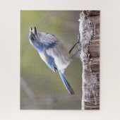 California Scrub Jay Songbird on Treestump Legpuzzel (Verticaal)