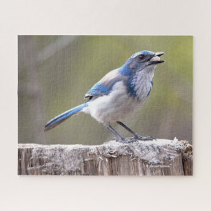 California Scrub Jay Songbird on Treestump Legpuzzel
